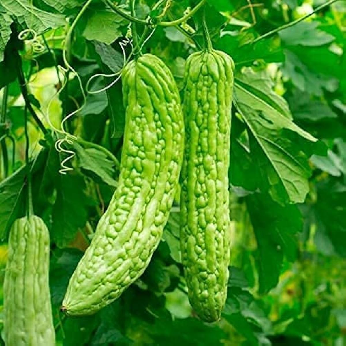 Balsam Pear Bitter Gourd Seeds up to 50%