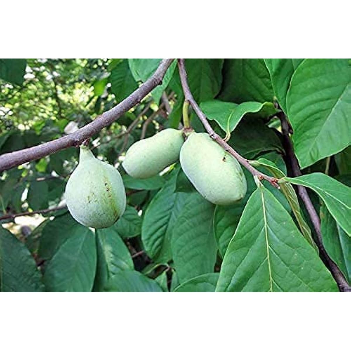 Paw Paw Tree Seeds up to 50%