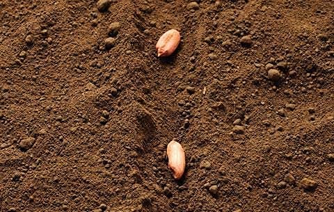 Giant Peanut Seeds up to 50%