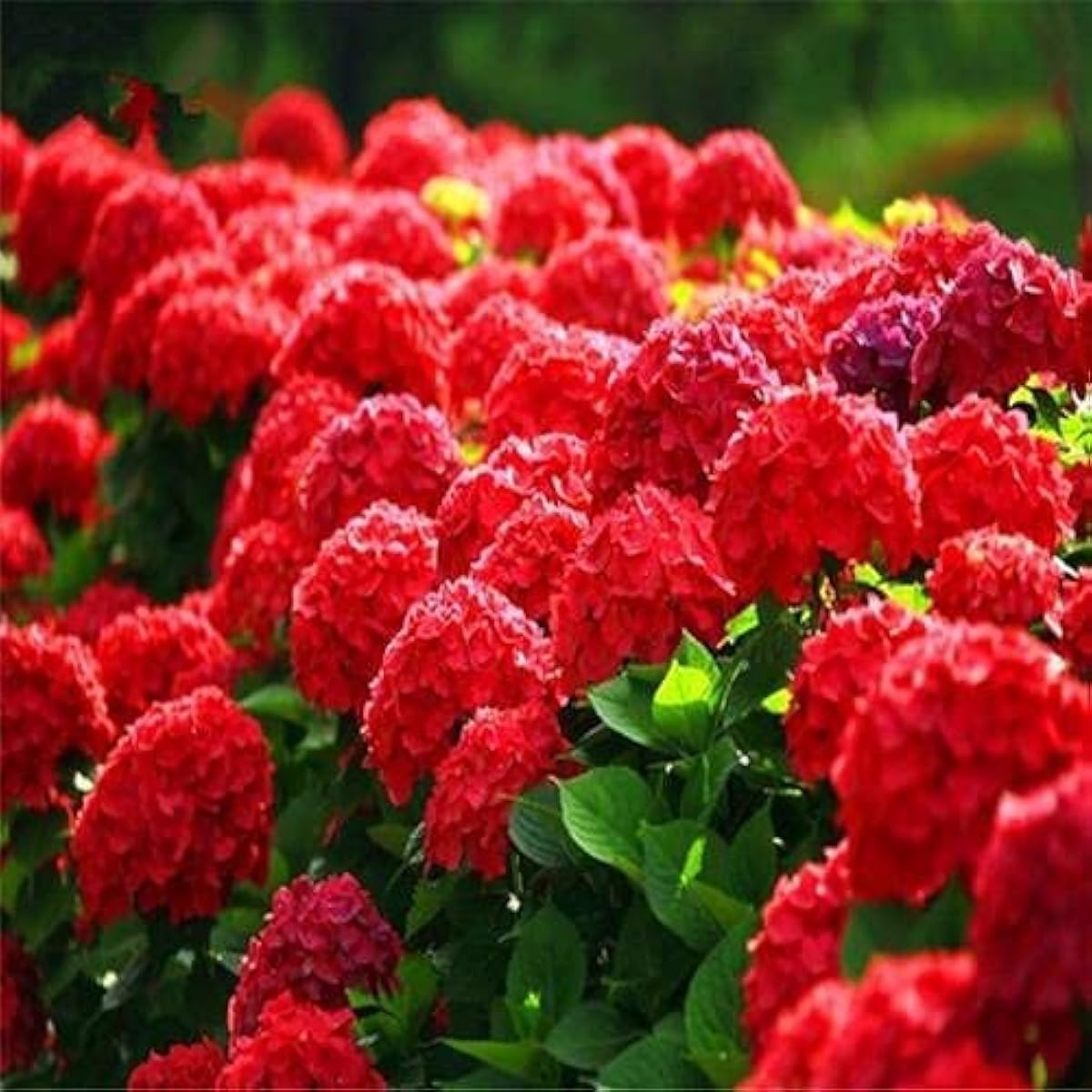 Red Hydrangea Flower Seeds up to 50%