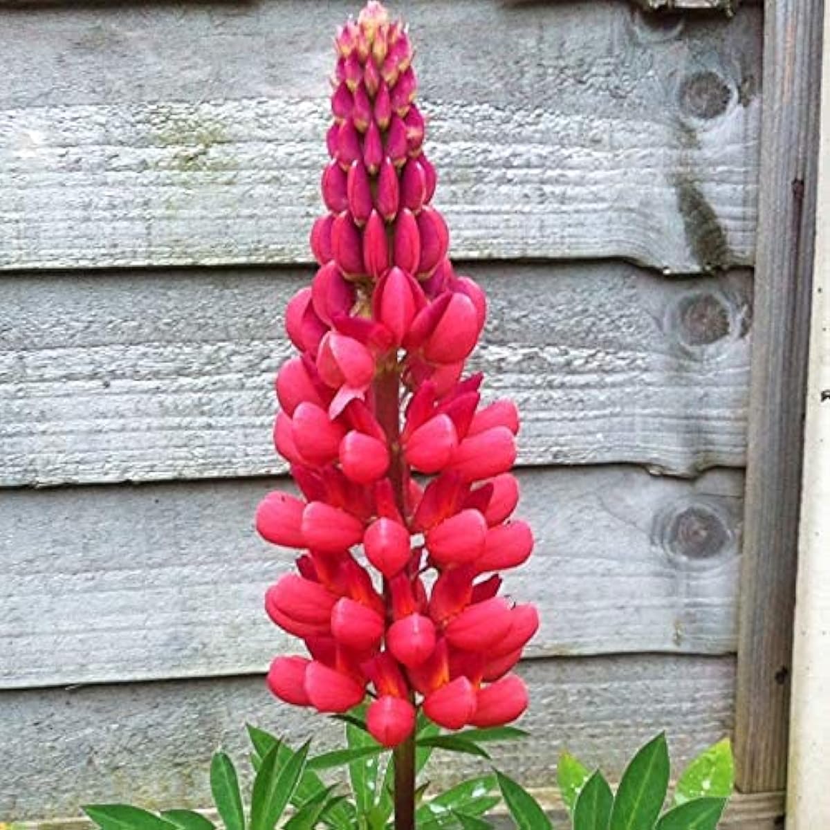 Red Lupin Flower Seeds up to 50%