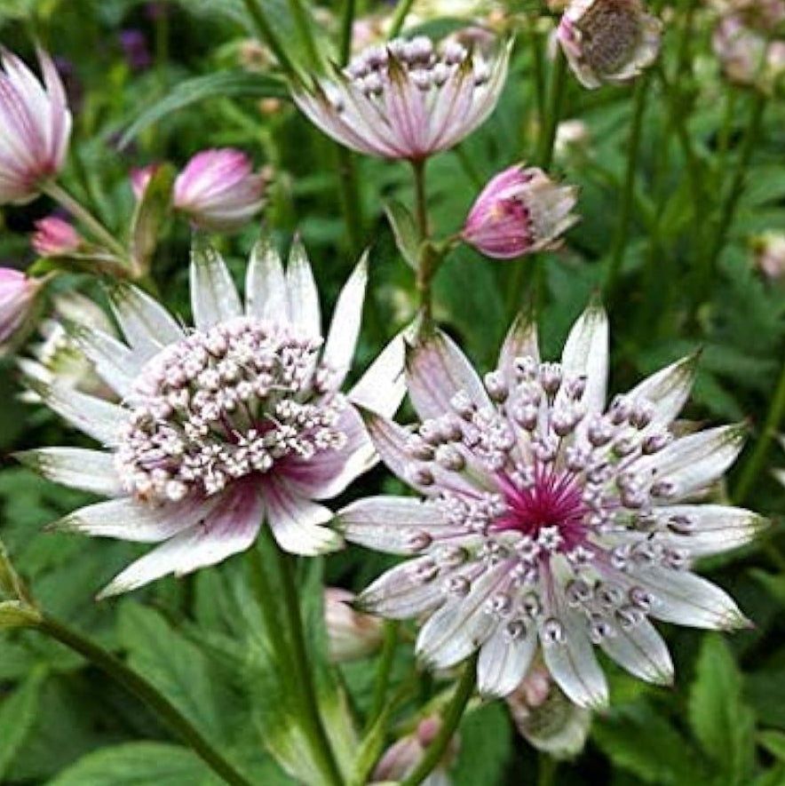 Astrantia Flower Seeds up to 50%