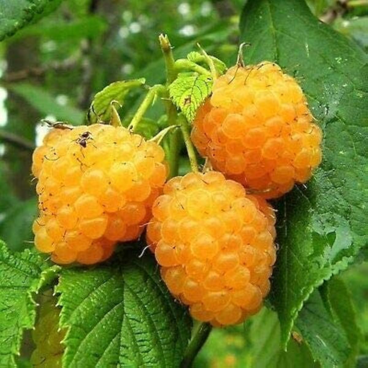 Gold Raspberry Seeds up to 50%