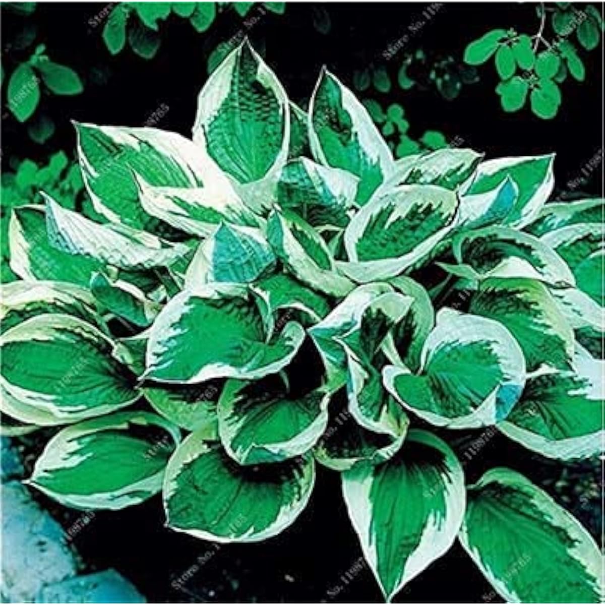 Mixed Hosta Perennial Lily Seeds – White Lace – up to 50%