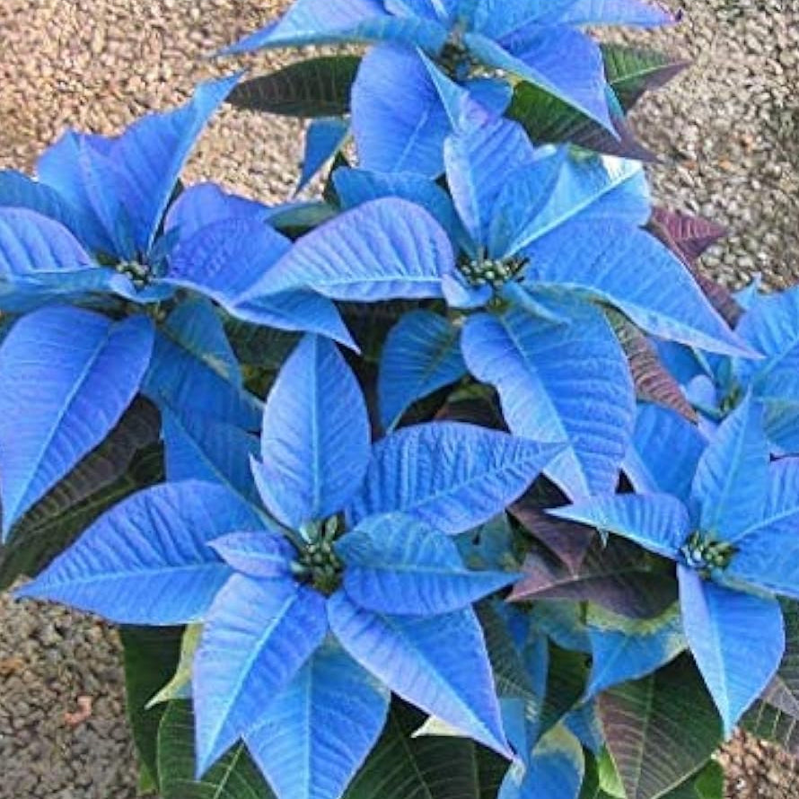 Sky Blue Poinsettia Seeds up to 50%