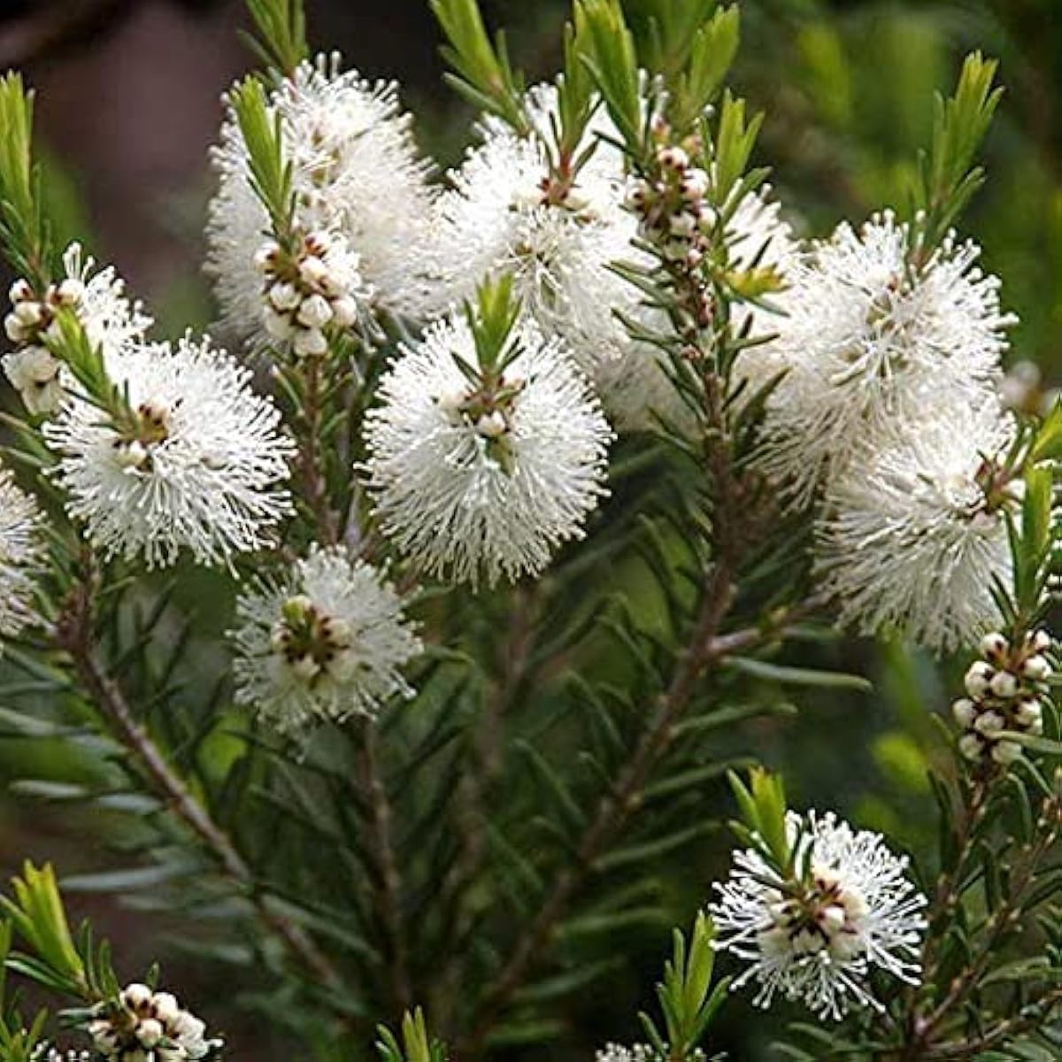 Melaleuca Alternifolia Seeds up to 50%