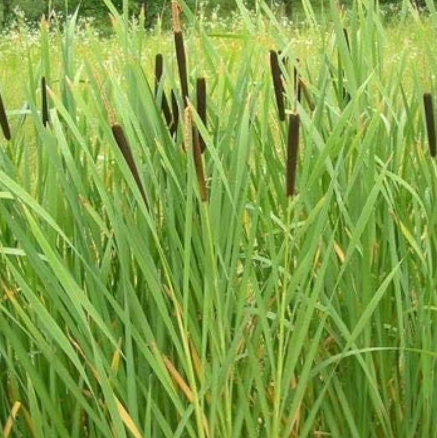 Dwarf Cattail Seeds – up to 50%