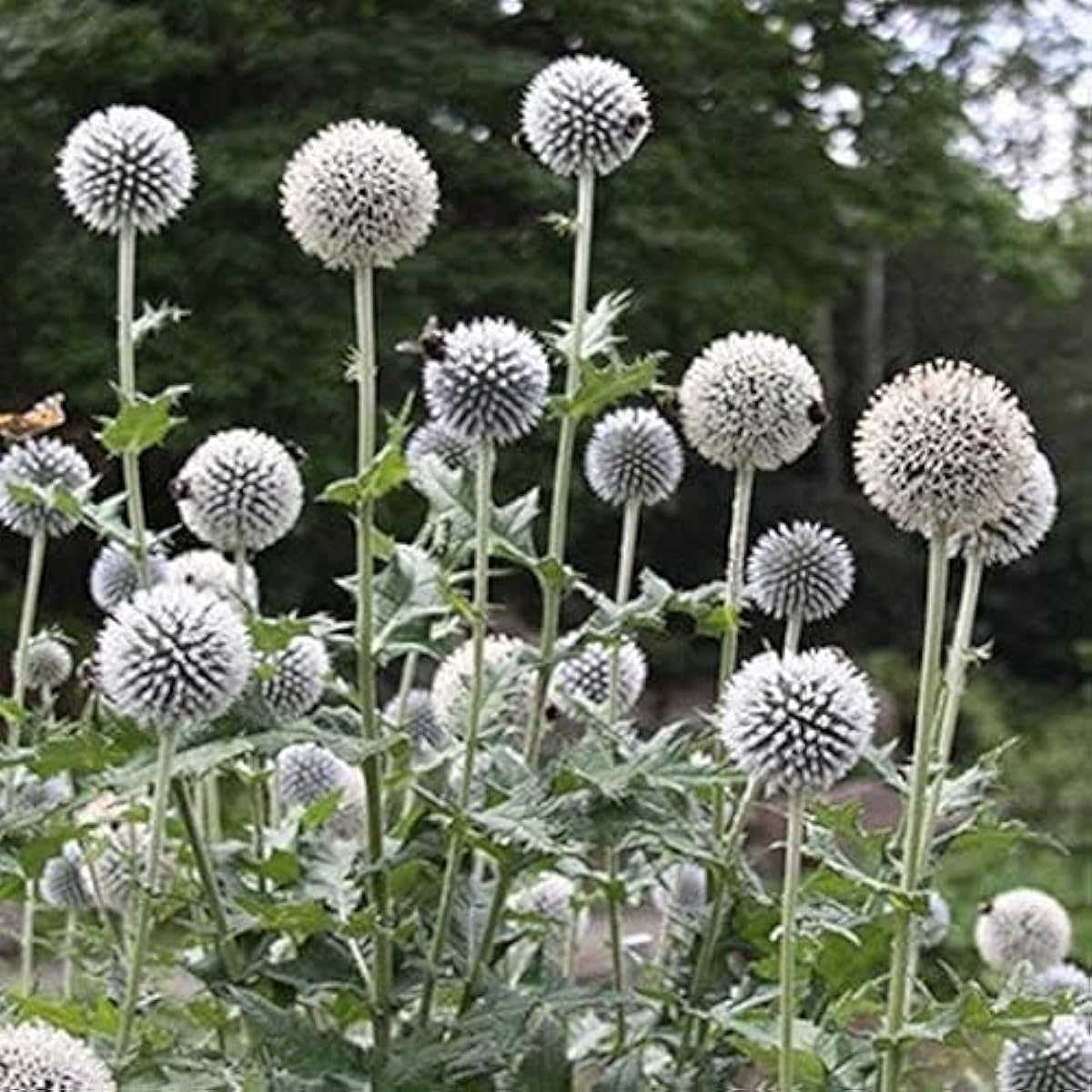 White Globe Thistle Seeds up to 50%