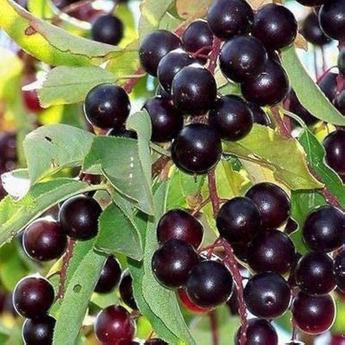 Chokecherry Tree Seeds up to 50%