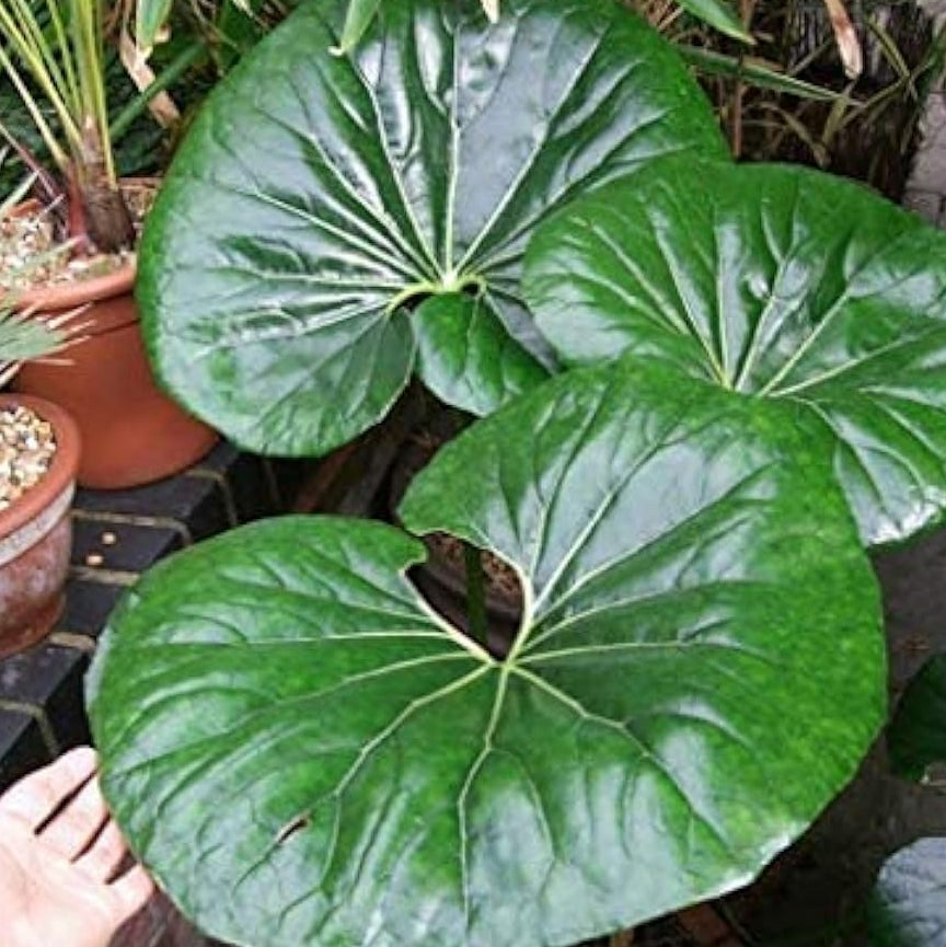 Giant Farfugium Plant Seeds up to 50%
