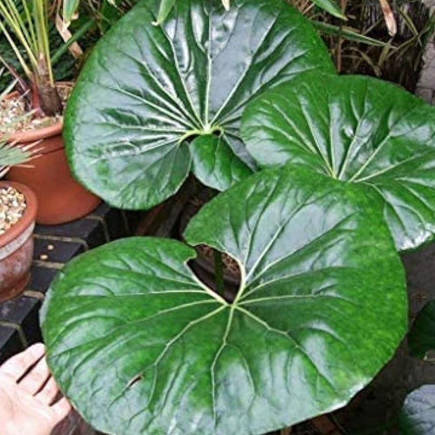 Giant Farfugium Plant Seeds up to 50%