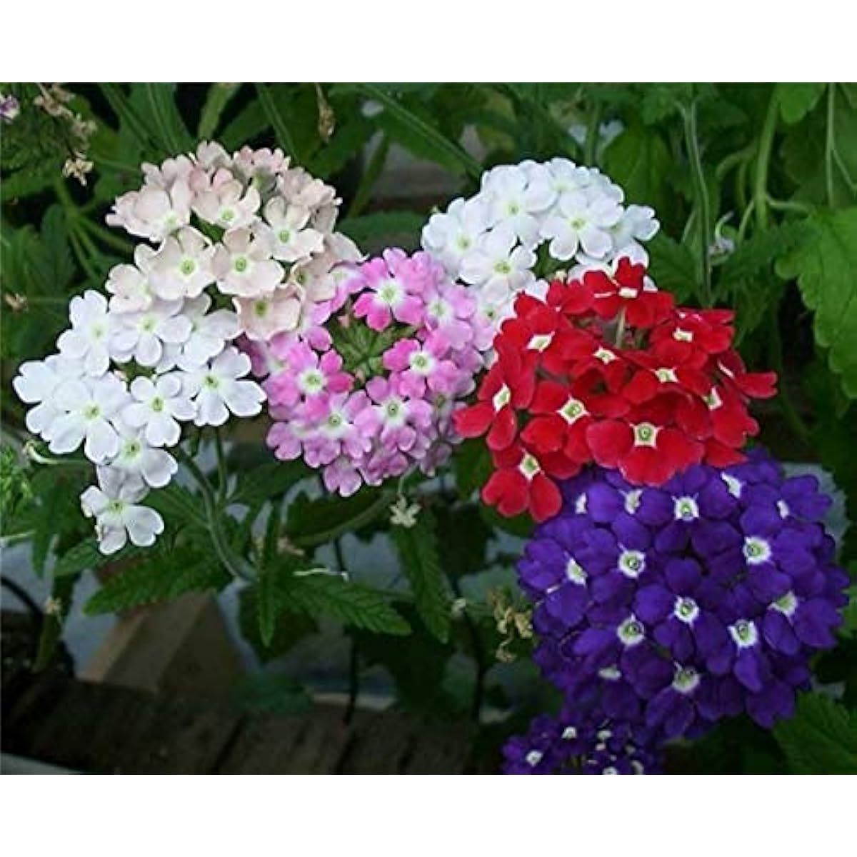 Dwarf Verbena Flower Seeds up to 50%