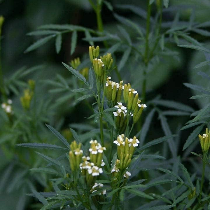 Huacatay Herb Seeds up to 50%