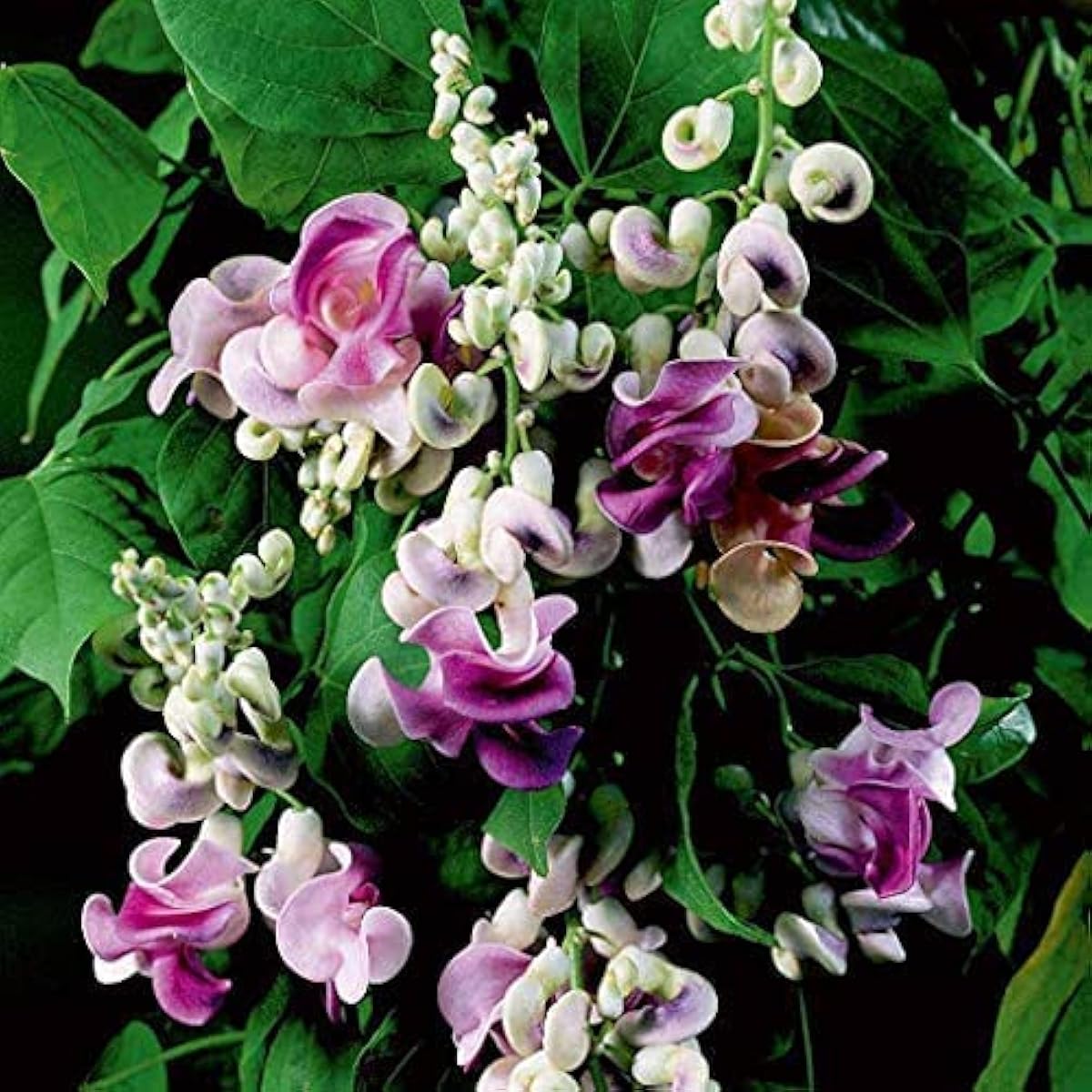 Corkscrew Vine Seeds ¨C up to 50%