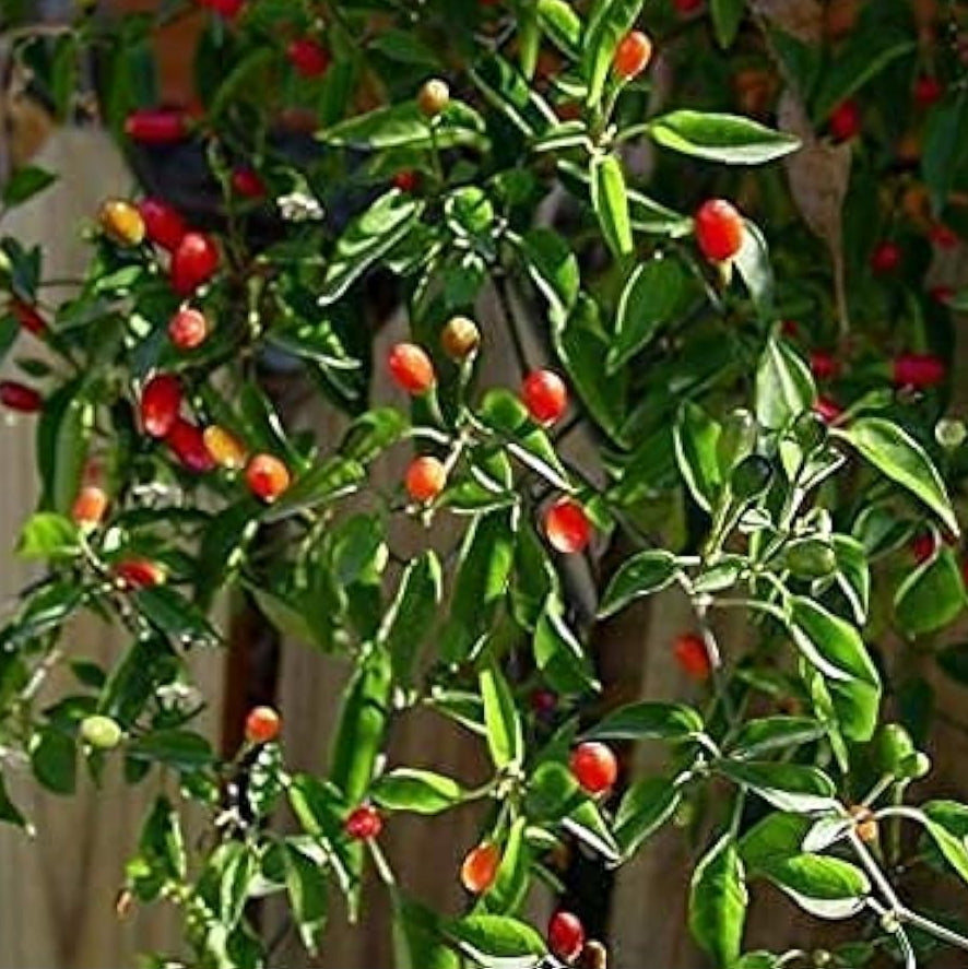 Chile Piquin Pepper Seeds – Heirloom Non-GMO | up to 50%