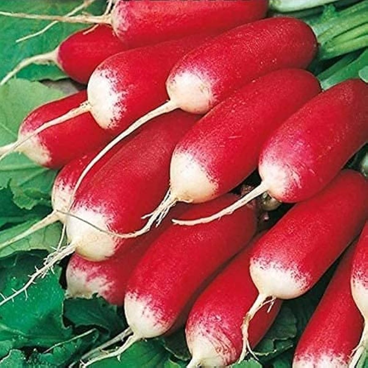 French Breakfast Radish Seeds up to 50%