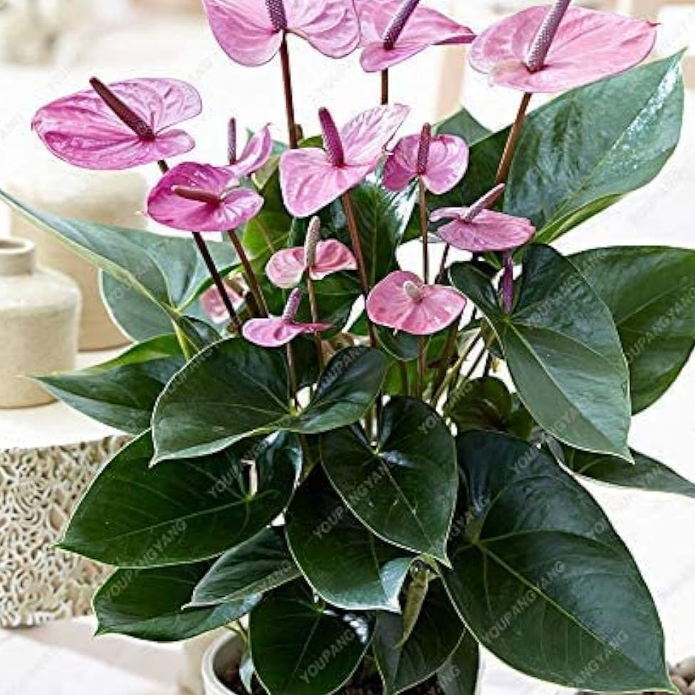 Purple Anthurium Flower Seeds up to 50%