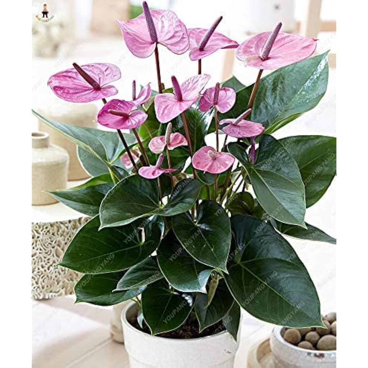 Purple Anthurium Flower Seeds up to 50%