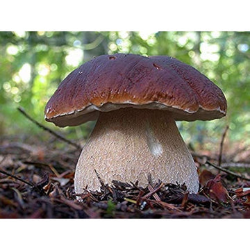 Porcini Mushroom Spores Up to 50% Off