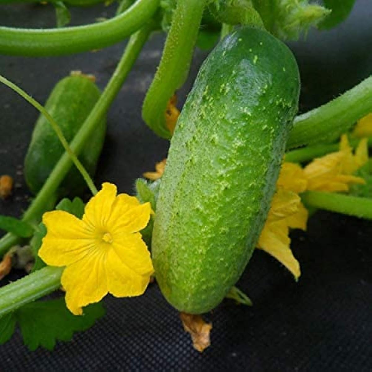 Nezhin Pickling Cucumber Seeds – Crisp Heirloom Variety – up to 50%