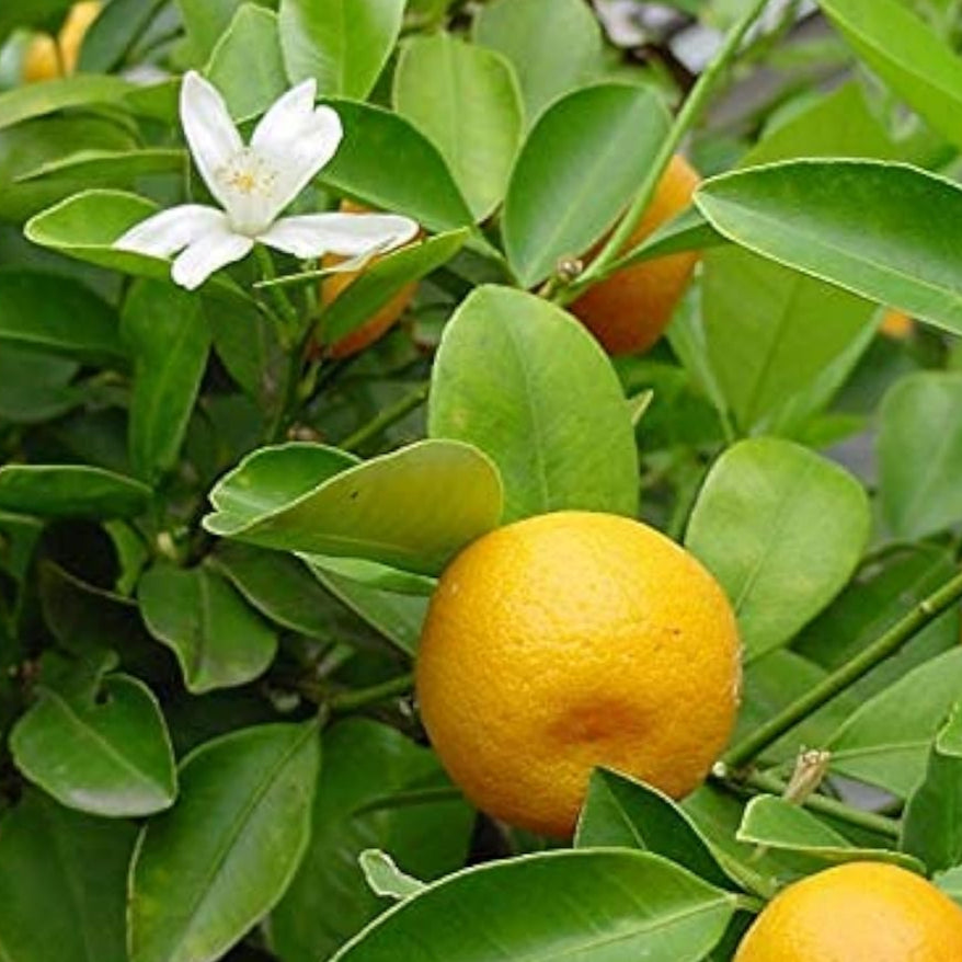 Ponderosa Lemon Tree Seeds up to 50%