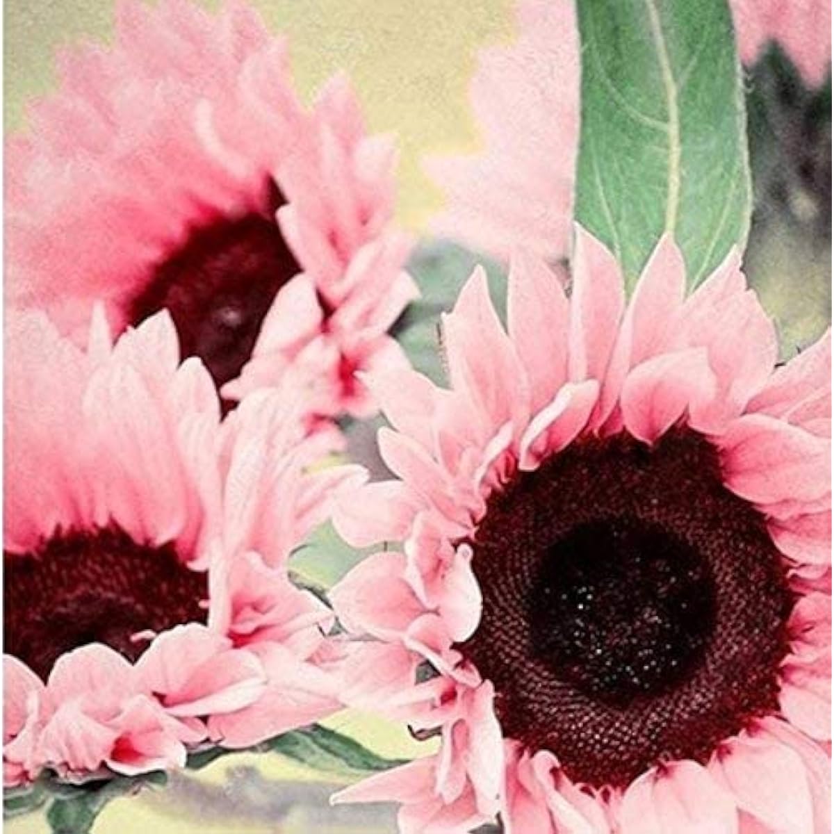 Sunflower Seeds – Light Pink – up to 50%