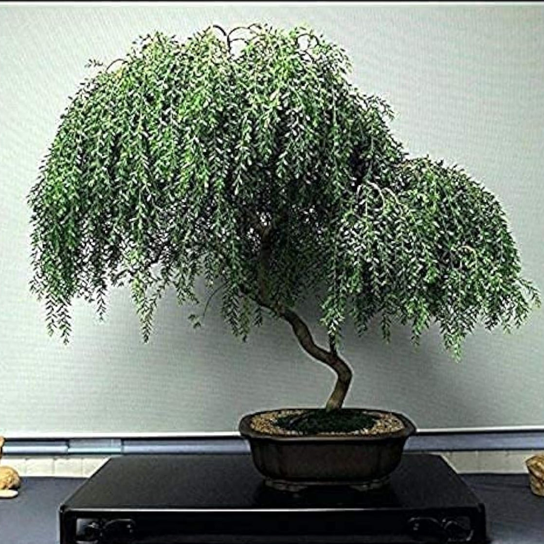 Dwarf Weeping Willow Seeds up to 50%
