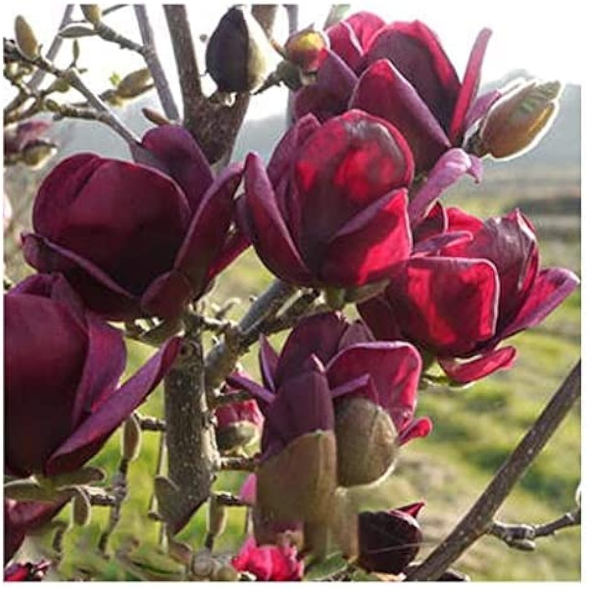 Magnolia Yulan Tree Seeds – up to 50%