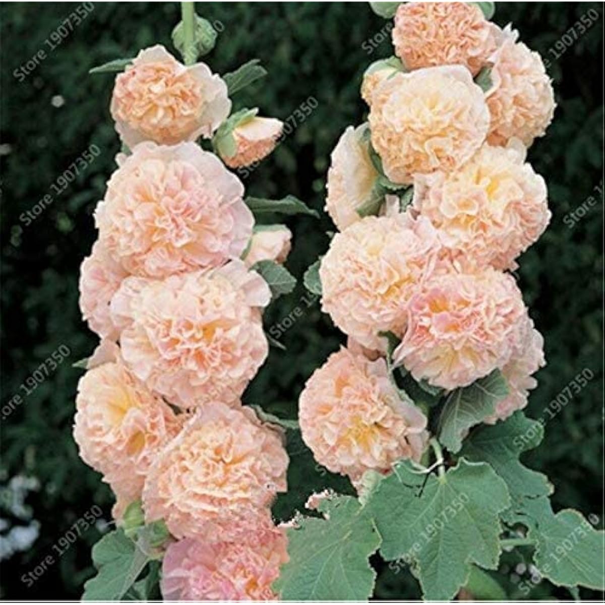 Sky Blue Hollyhock Flower Seeds up to 50%