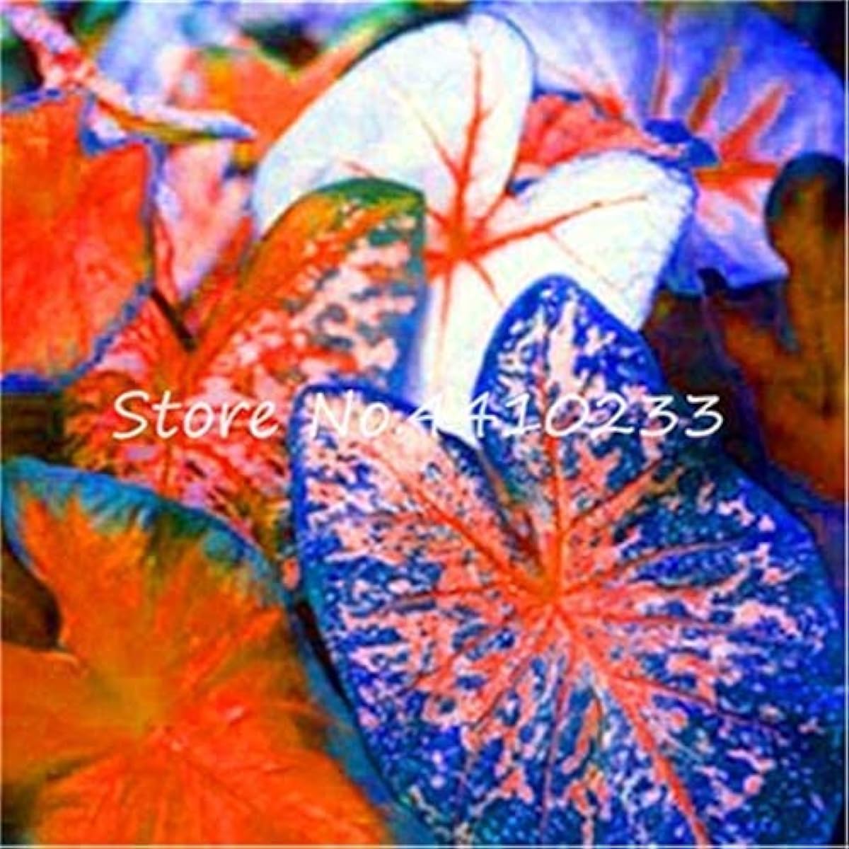 Salmon Pink Caladium Seeds up to 50%