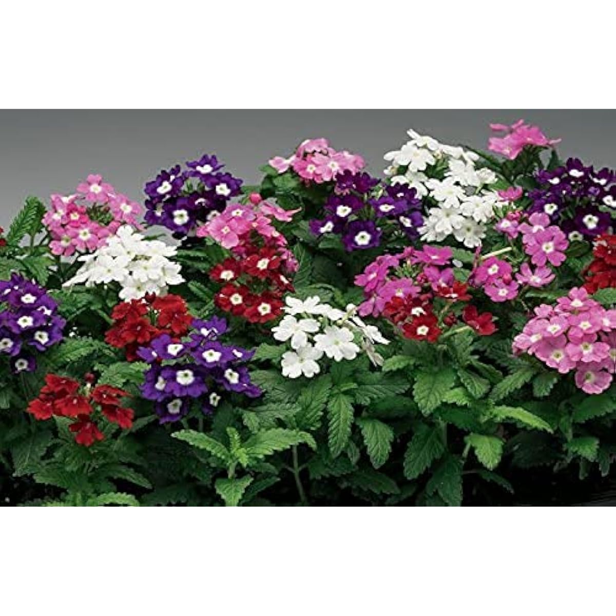 Dwarf Verbena Flower Seeds up to 50%