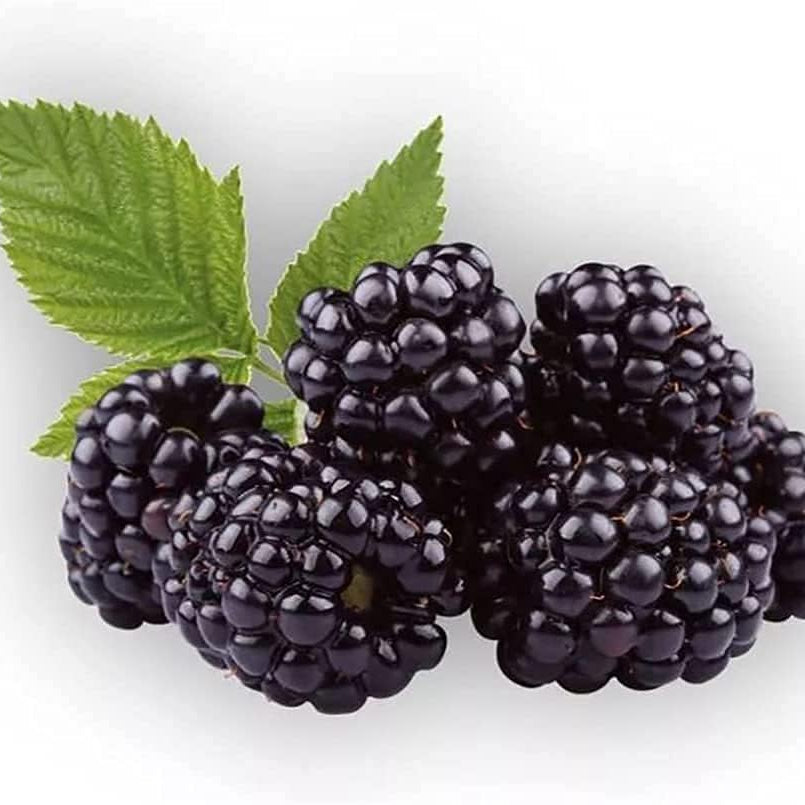 Mulberry Tree Seeds up to 50%