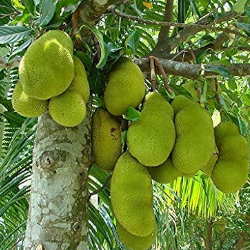 Breadfruit Tree Seeds up to 50%