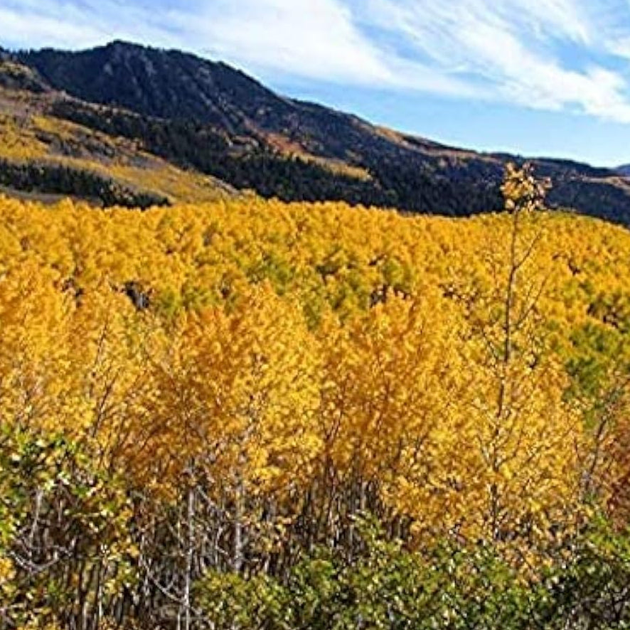 Quaking Aspen Tree Seeds up to 50%