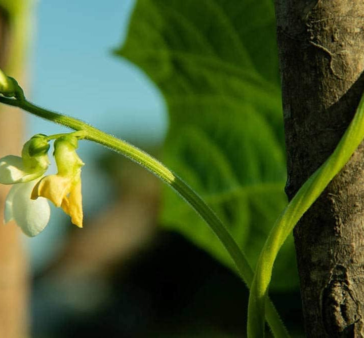 Long Red Noodle Bean Seeds up to 50%