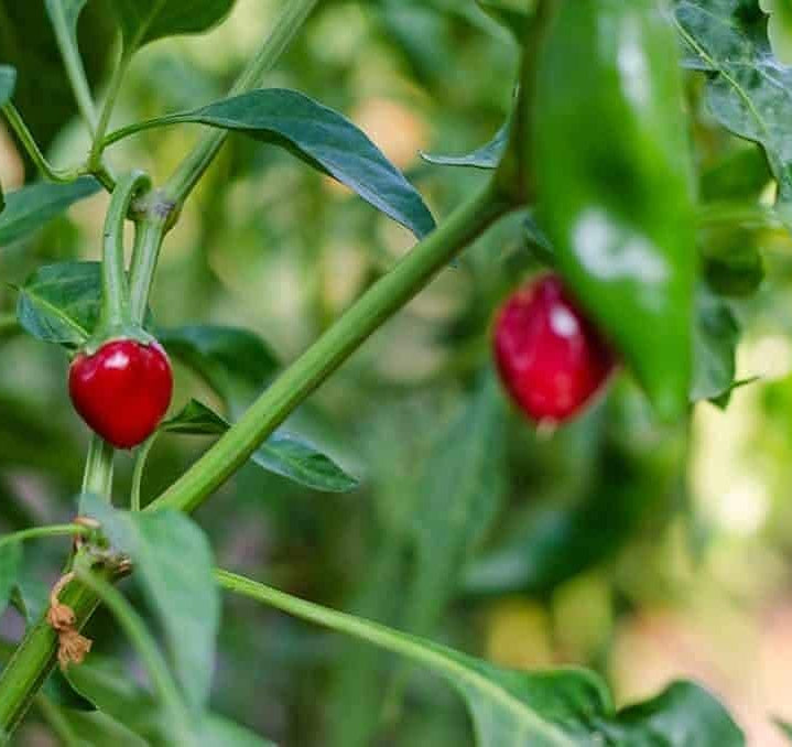 Chiltepin Pepper Seeds up to 50%
