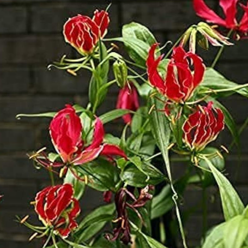 Gloriosa superba (Flame Lily) Seeds ¨C Exotic Climbing Flower