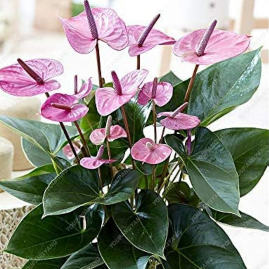 Purple Anthurium Flower Seeds up to 50%