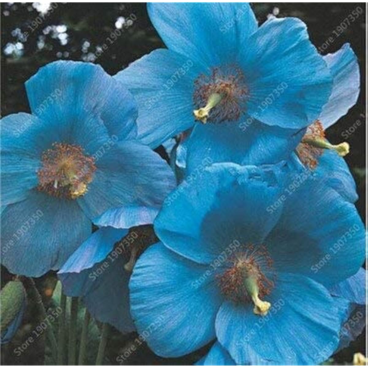Sky Blue Hollyhock Flower Seeds up to 50%