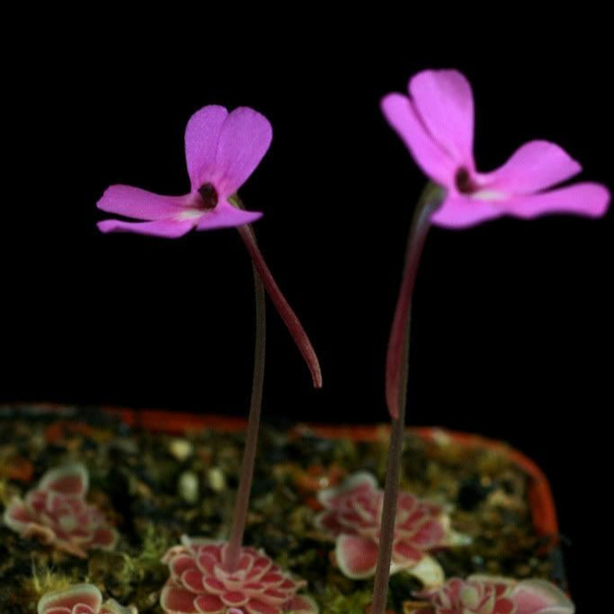 Pink Bladderwort Seeds up to 50%