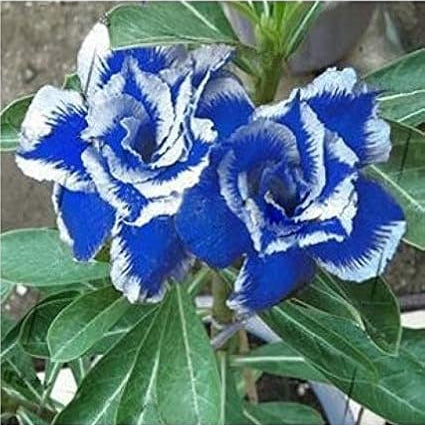 Blue White Desert Rose Seeds – up to 50%