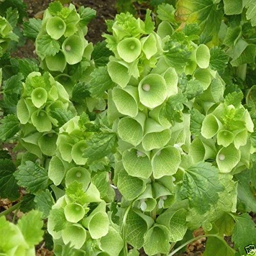 Bells of Ireland Flower Seeds up to 50%