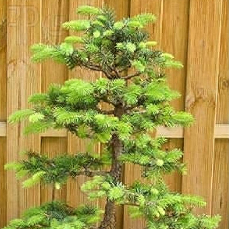 Noble Fir Tree Seeds up to 50%