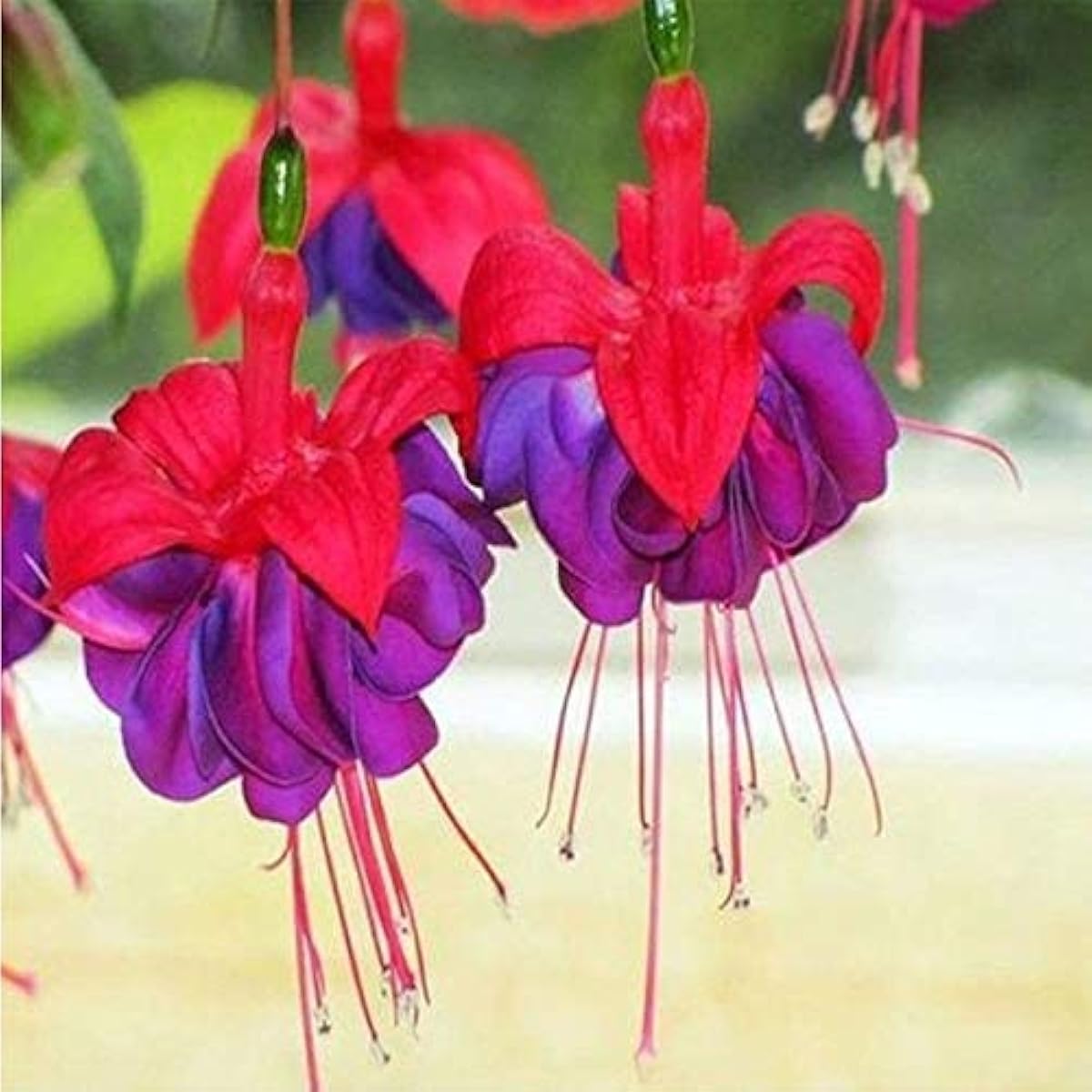 Purple Bell Fuchsia Seeds up to 50%