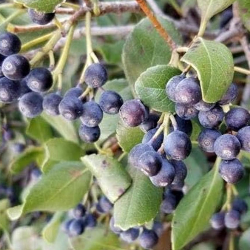 Black Hawthorn Tree Seeds up to 50%
