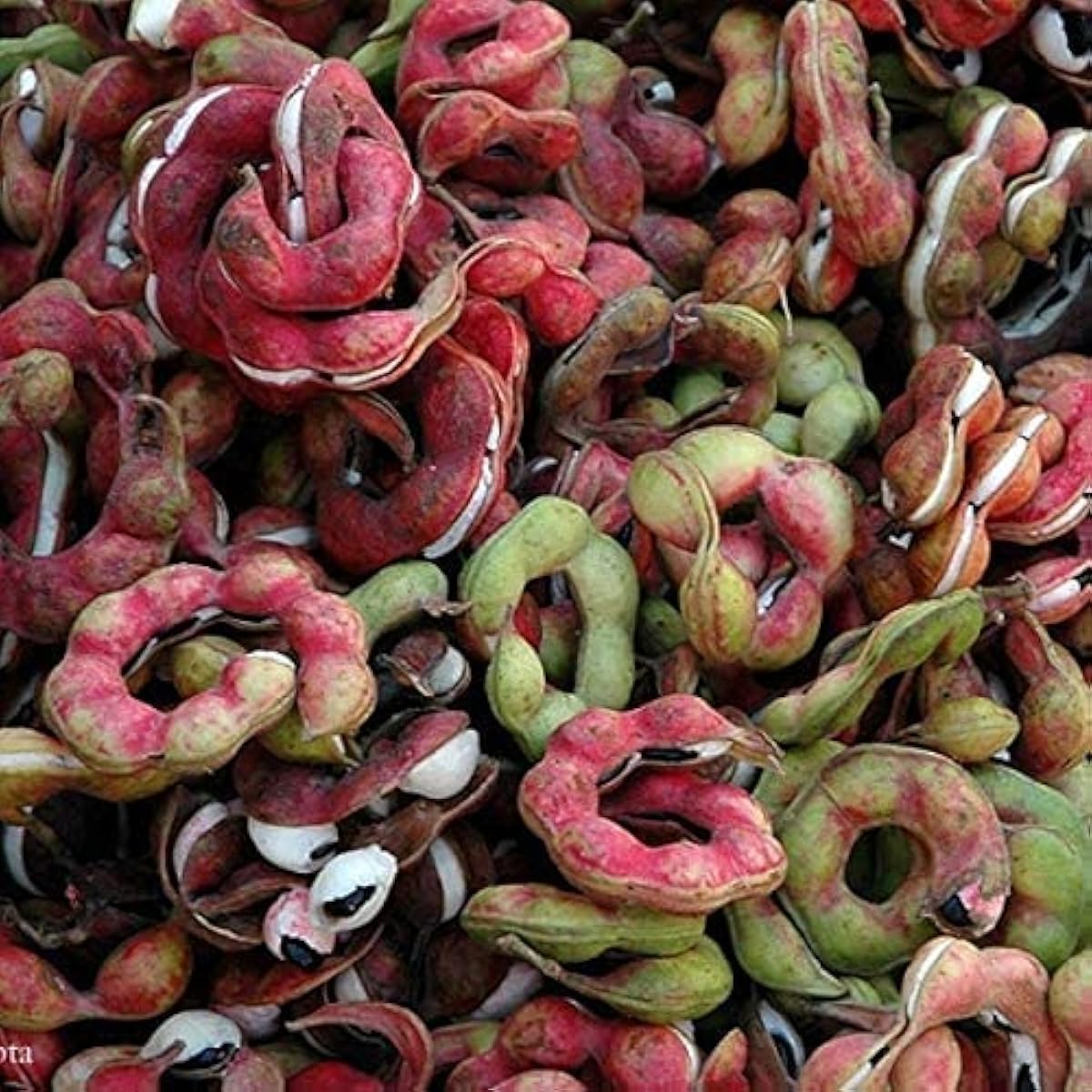 Madras Thorn Tree Seeds up to 50%