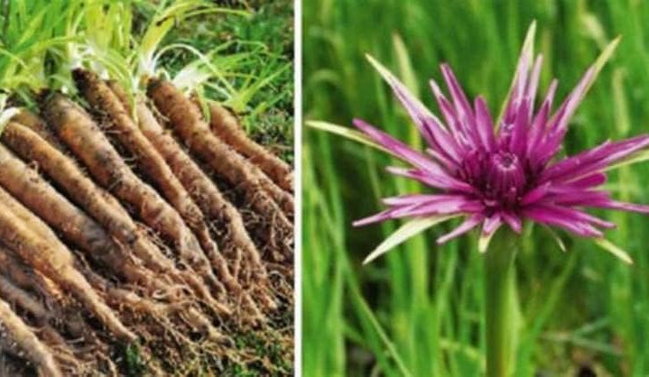 Salsify Oat Root Seeds up to 50%