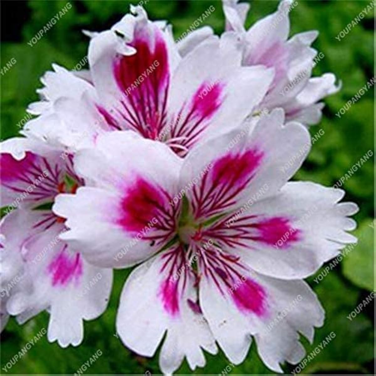 Violet Geranium Flower Seeds up to 50%