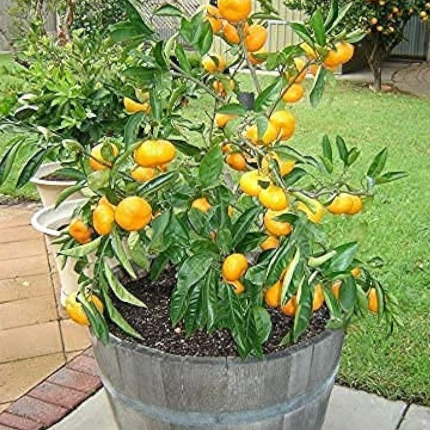 Bonsai Orange Tree Seeds up to 50%