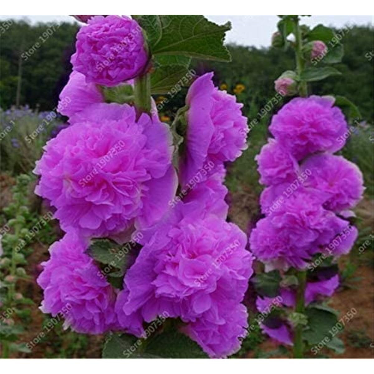 Sky Blue Hollyhock Flower Seeds up to 50%